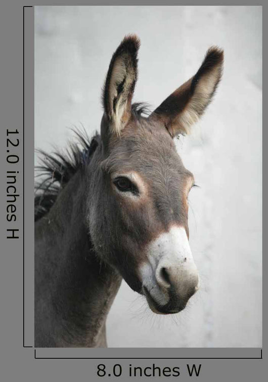 Donkey