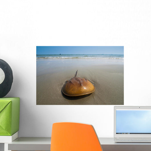 Horseshoe Crab Sand Beach