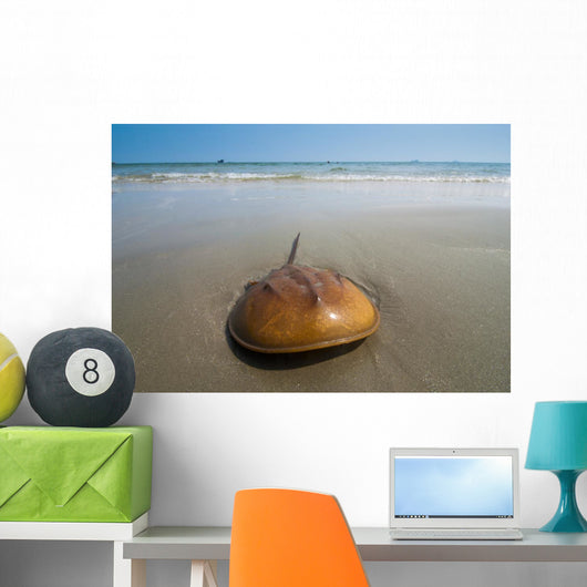 Horseshoe Crab Sand Beach
