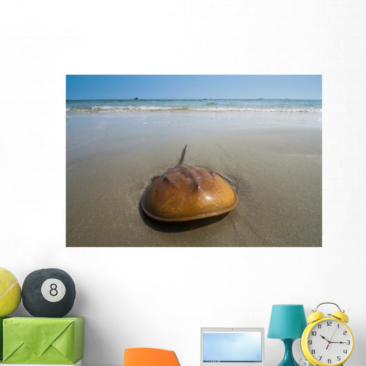 Horseshoe Crab Sand Beach