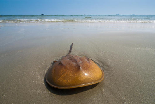 Horseshoe Crab Sand Beach