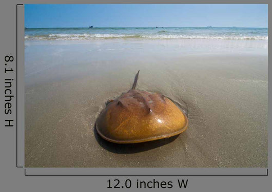 Horseshoe Crab Sand Beach
