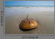 Horseshoe Crab Sand Beach