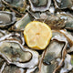 fresh oysters ready to eat Wall Mural