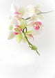 orchidÃ©es Wall Mural