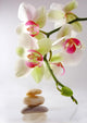 orchidÃ©es et galets ambiance zen Wall Mural