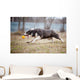 Blue Border Collie Dog