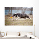 Blue Border Collie Dog
