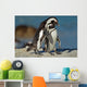 African Penguins Wall Mural