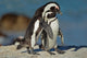 African Penguins Wall Mural