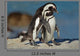 African Penguins Wall Mural