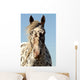 Portrait Appaloosa Horse