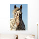 Portrait Appaloosa Horse
