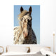 Portrait Appaloosa Horse