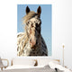 Portrait Appaloosa Horse
