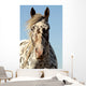 Portrait Appaloosa Horse