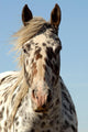 Portrait Appaloosa Horse