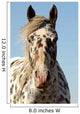 Portrait Appaloosa Horse