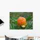 cloudberry Wall Mural