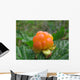 cloudberry Wall Mural