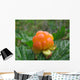 cloudberry Wall Mural