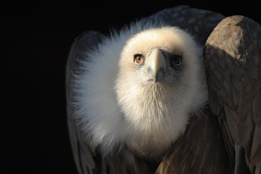 Snow Vulture Wall Mural
