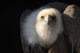 Snow Vulture Wall Mural