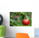 Red apple Wall Mural