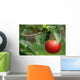 Red apple Wall Mural