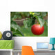 Red apple Wall Mural