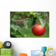 Red apple Wall Mural