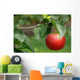Red apple Wall Mural