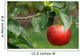 Red apple Wall Mural
