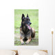 Malinois Wall Mural