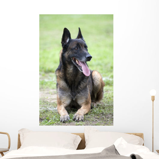 Malinois Wall Mural