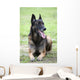 Malinois Wall Mural
