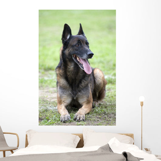 Malinois Wall Mural