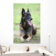 Malinois Wall Mural