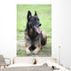 Malinois Wall Mural