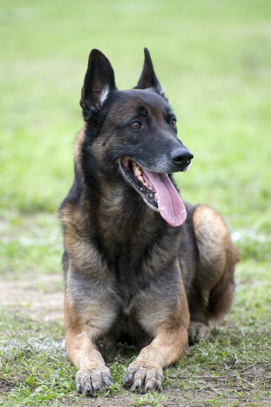 Malinois Wall Mural