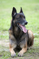 Malinois Wall Mural