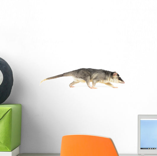 Four-eyed Opossum Wall Decal
