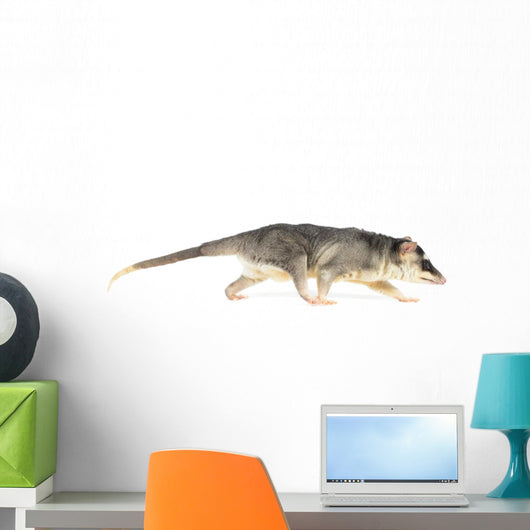 Four-eyed Opossum Wall Decal