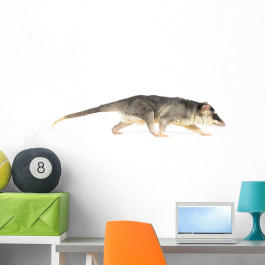Four-eyed Opossum Wall Decal