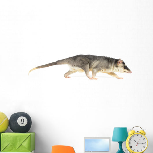 Four-eyed Opossum Wall Decal
