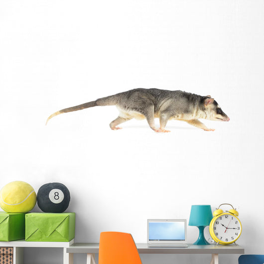 Four-eyed Opossum Wall Decal