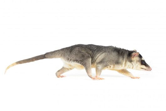 Four-eyed Opossum Wall Decal