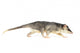 Four-eyed Opossum Wall Decal