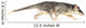 Four-eyed Opossum Wall Decal