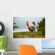 Cockerel